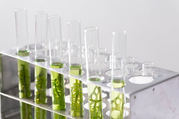 Under the Sea - Algae?